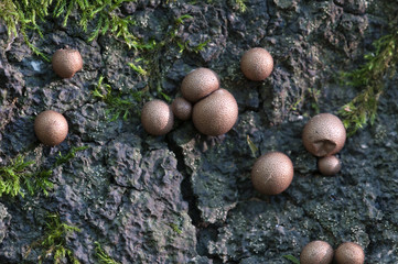 Fototapeta premium Lycogala epidendrum