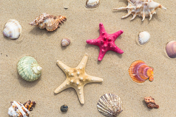 Fototapeta na wymiar Sea beach scattered variety sea shells