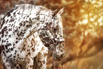 Gordijnen Zonsondergang en paard © 42beats