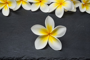  Frangipani Flowers on stone background