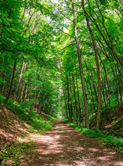 Fototapeta na wymiar Enchanted forest path