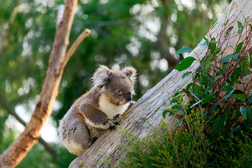 Koala bear climbing up a tree