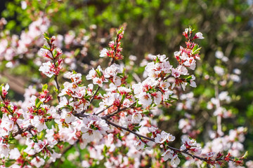 Obraz premium cherry flowers on twig