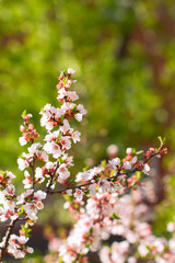 cherry flowers on twig