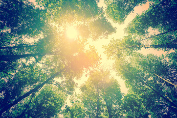 Fototapety  świeży zielony las ze światłem słonecznym, zdjęcie w stylu vintage