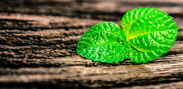 close up of pepermint leaf on wood board , wood panel background