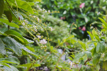 Rain water drop on tree bush and flowers bunch with bokeh for fresh rainy season nature background