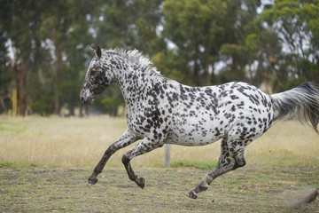 Running Appaloosa 