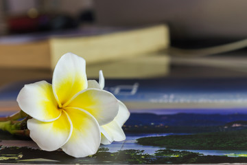 White yellow  plumeria or frangipani on book