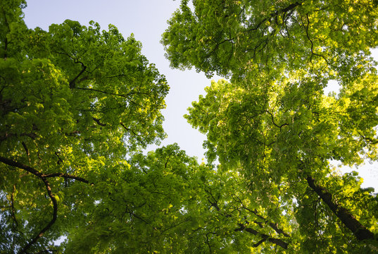 Horse-chestnut chestnut tree treetop seen from below view perspective sun bright green leaves leaf majestic