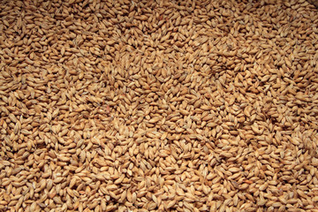 Malt background. Ingredient for beer.