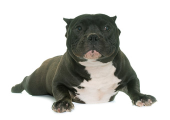 puppy american bully