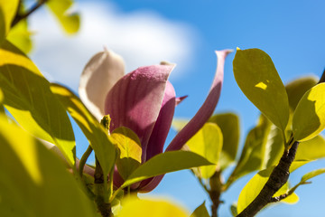 Pink magnolia on a background of blue sky