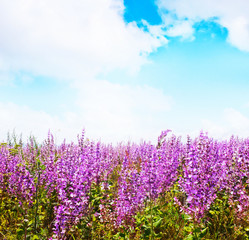 Obraz premium field