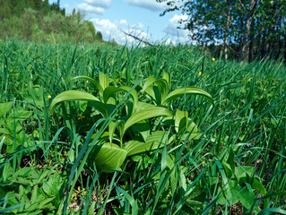 Russian spring meadow