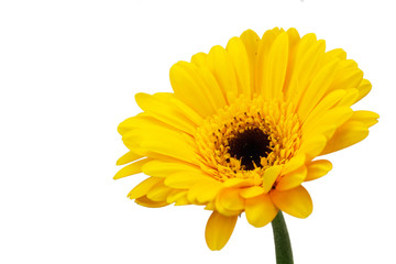 Yellow Gerbera daisy against a white bckground
