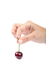 Sweet cherry fruits in female hand.