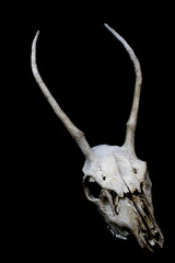 Deer Skull with Odd Antlers