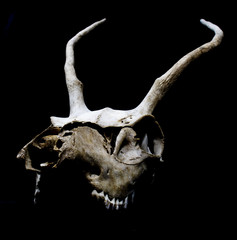Fototapeta na wymiar Deer Skull with Odd Antlers