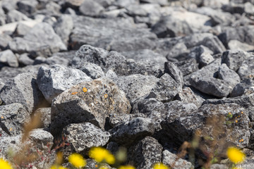 stones on shore with flowers