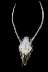 Obraz premium Deer Skull with Odd Antlers