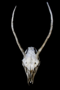 Deer Skull with Odd Antlers