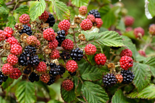 Beautiful wild blackberries