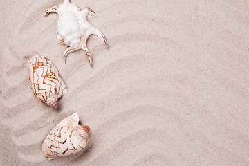 Fototapeta na wymiar Sand and shell background