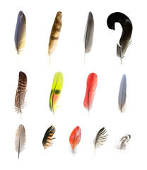 collection of feathers