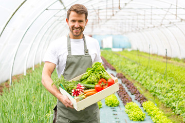 Young attractive man harvesting vegetable in a greenhouse