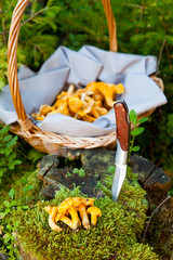 Pfifferlinge auf einem Baumstumpf und im Sammelkorb