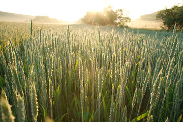 Growing wheat close-up in morning dew on background of sunrise