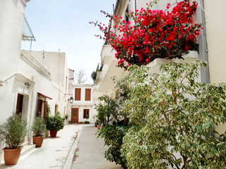 Fototapeta na wymiar traditional street among bougainvillaea in rethymno city Greece