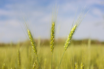 Spikelets of wheat in a field on a sunny day.