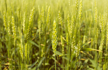 Spikelets of wheat in a field on a sunny day.
