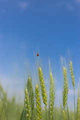 Obraz premium Spikelets of wheat in a field on a sunny day.