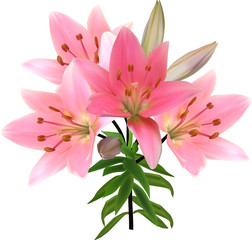 Fototapeta premium isolated on white lily light pink branch