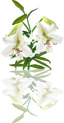 two white lily flowers and buds with reflection