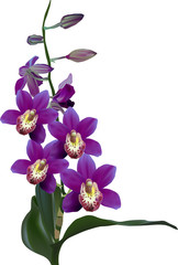 Fototapeta na wymiar violet orchid with green leaves isolated on white
