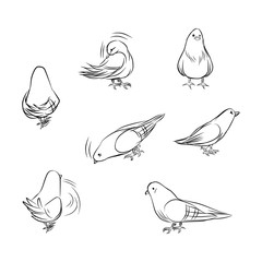 Outline drawing of pigeons on different actions isolated on white background