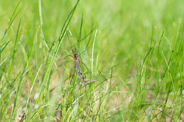 mosquitoes in green grass in spring