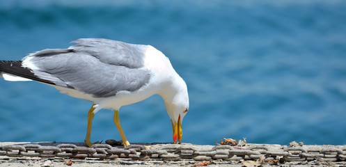 Gaviota