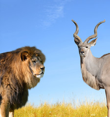 Big Lion with Kudu on savannah.