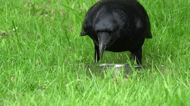 Common raven eat animal food on meadow