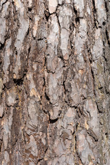 Sunny pine crust macro view
