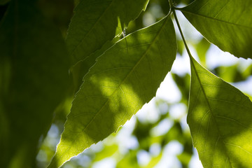 Leaves Behind The Sky