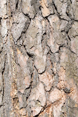 Sunny pine crust macro view
