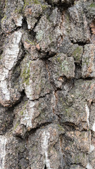 Sunny birch crust macro view in blurred vignette 
