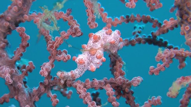 Pink Pygmy seahorse on gorgonian coral.