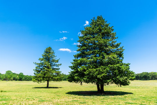 青空と新緑の樹木